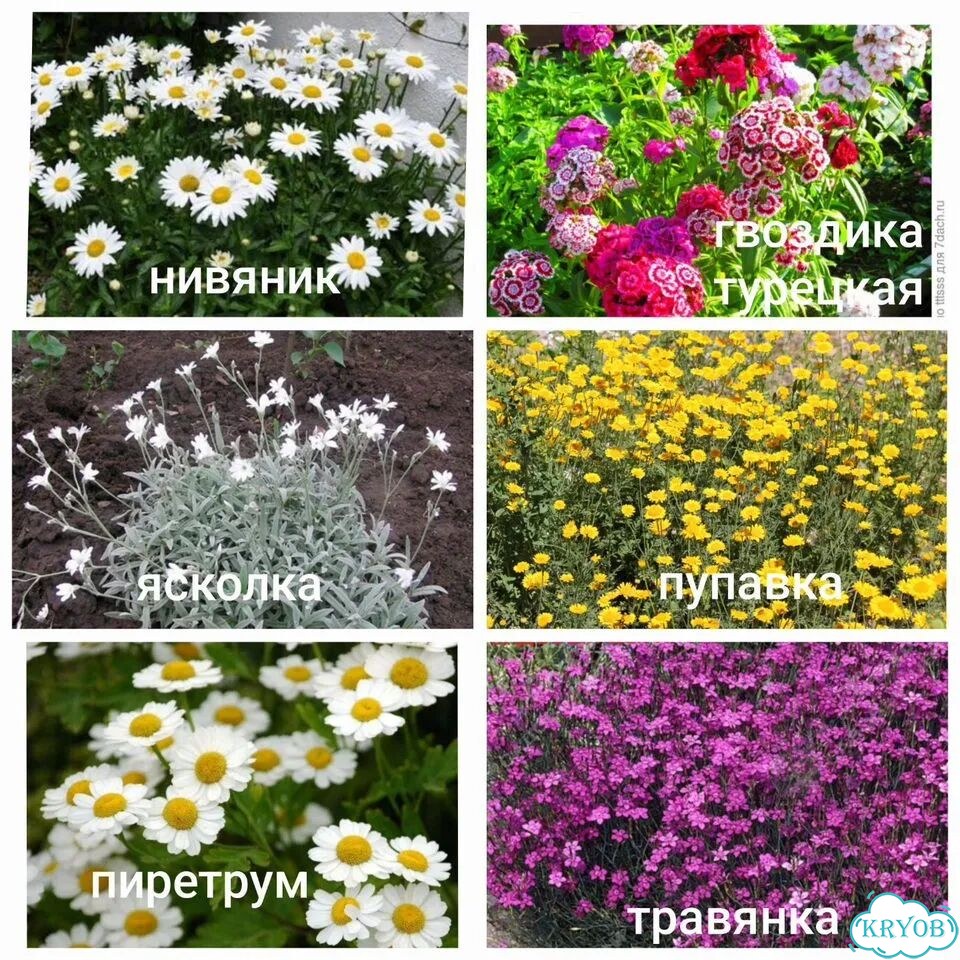 Набор многолетних растений фото 1