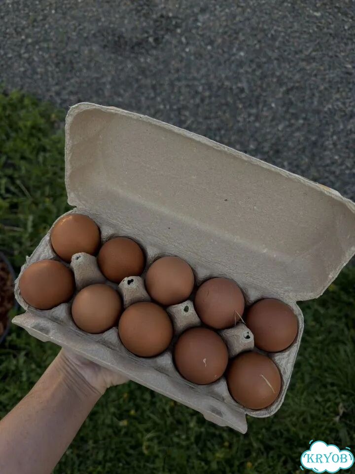 Домашние куриные яйца фото 1