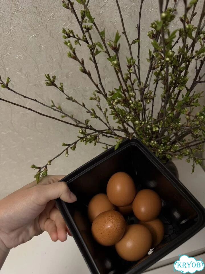 Домашние куриные яйца фото 3