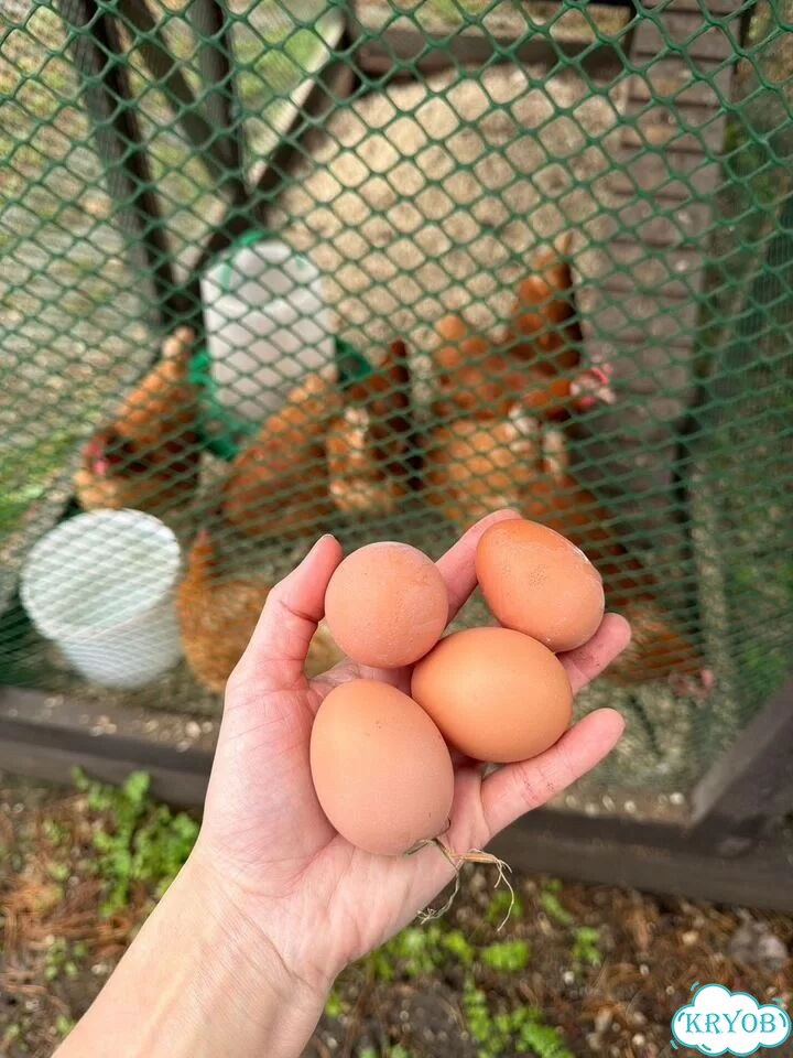 Домашние куриные яйца фото 4
