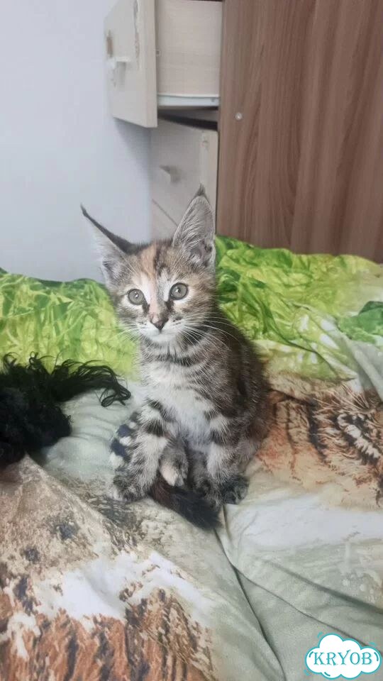 Мейн-кун котёнок фото 1