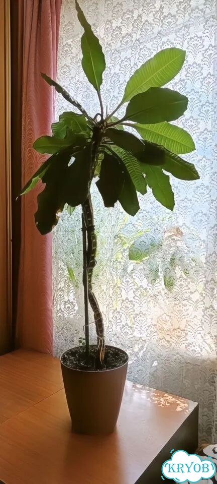Комнатные растения фото 2