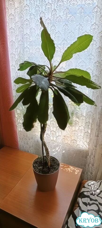 Комнатные растения фото 3