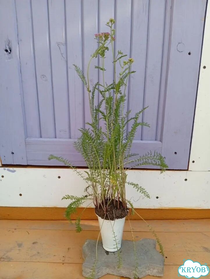 Тысячелистник фото 2