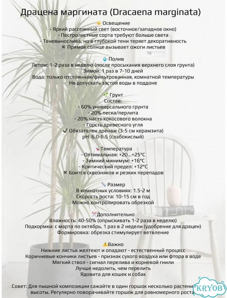 Драцена маргината фото 7