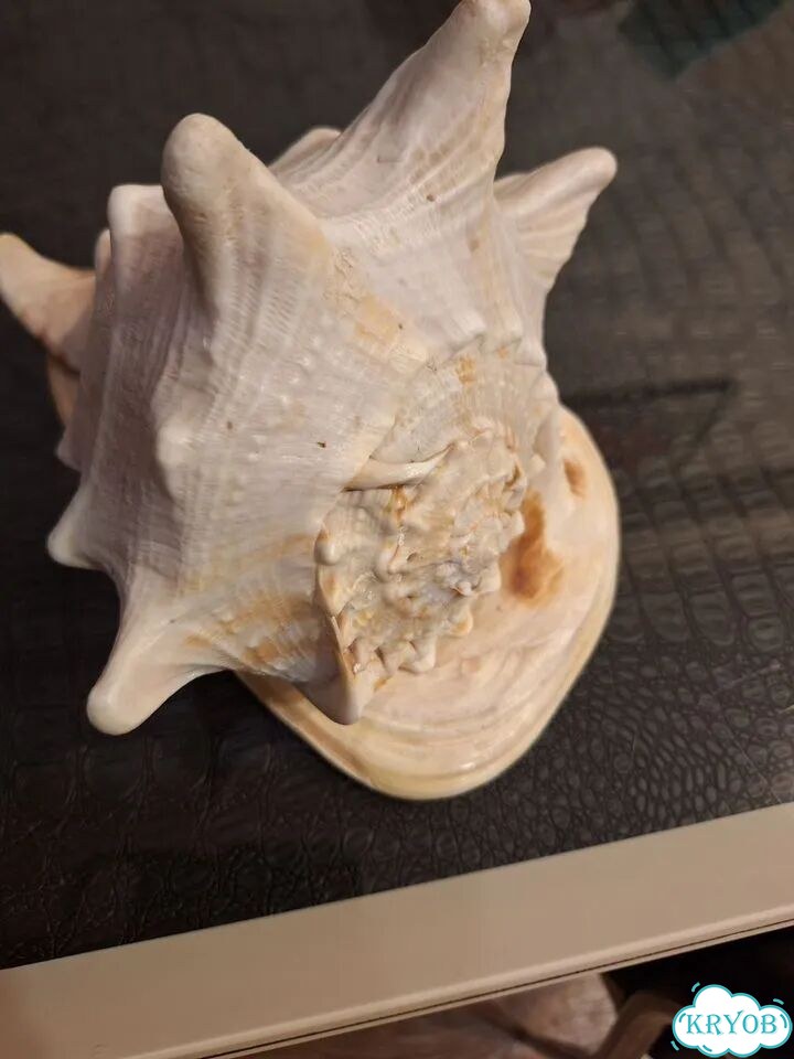 Морские ракушки раковины фото 1