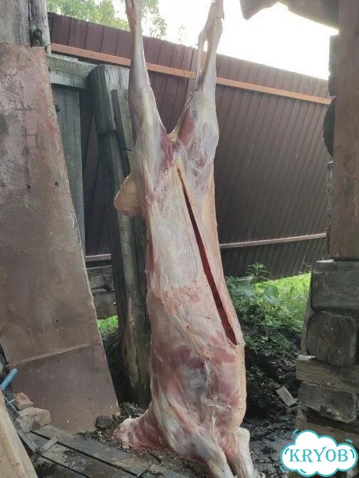 Мясо баранина домашняя фото 2