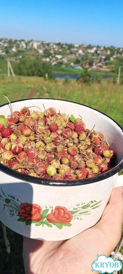 Клубника полевая фото 1