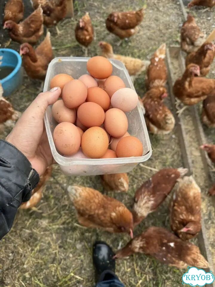 Домашние куриные яйца фото 1