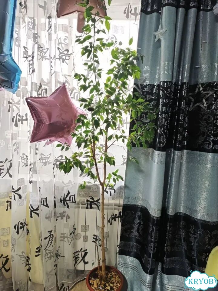 Фикус бенджамина фото 1