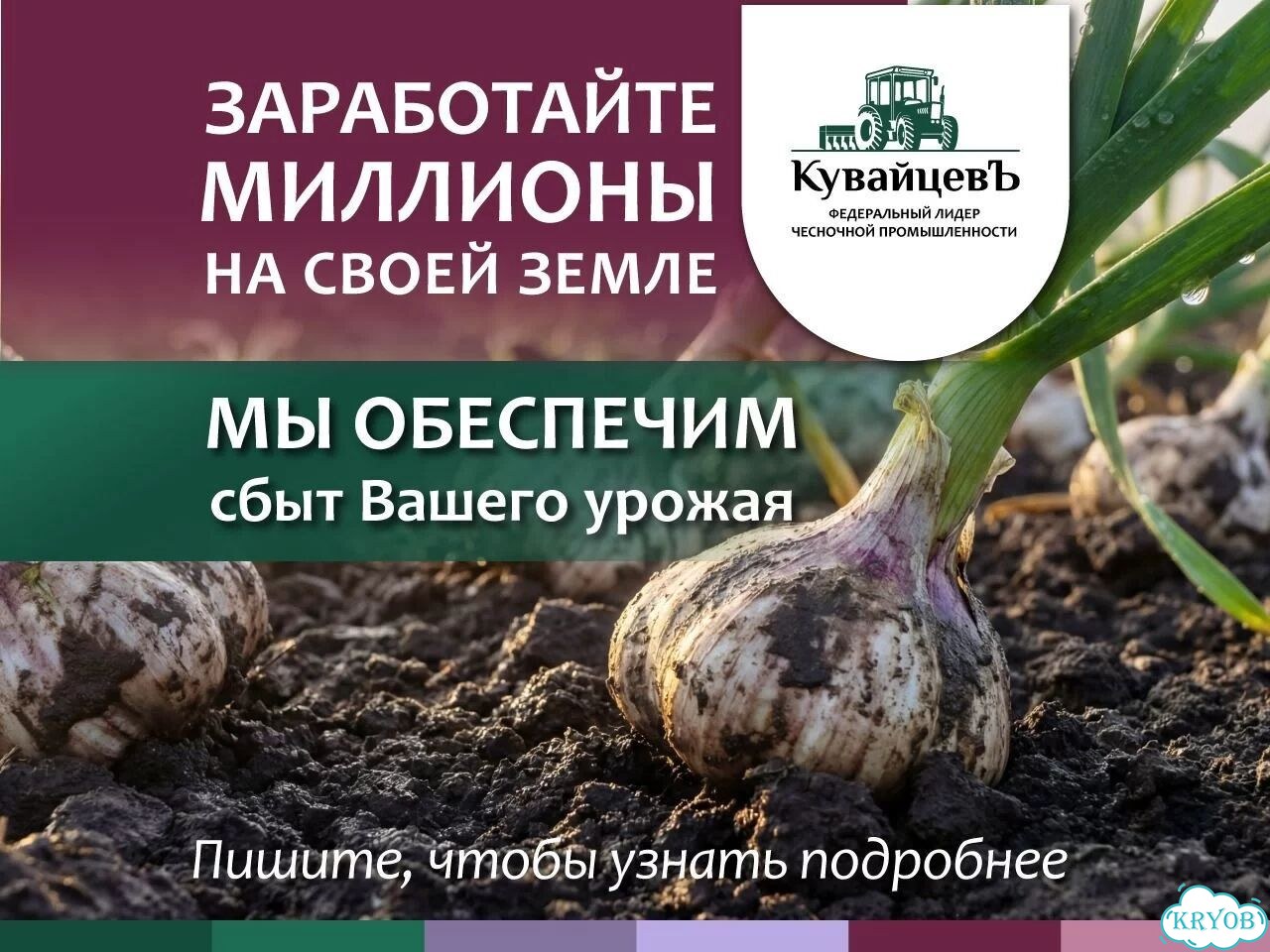 Франшиза по выращиванию чеснока фото 1