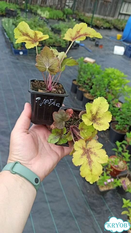 Гейхера Рио, Сильвер Гамдроп, Солар эклипс фото 2