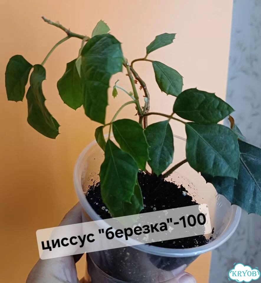 Циссус березка фото 1
