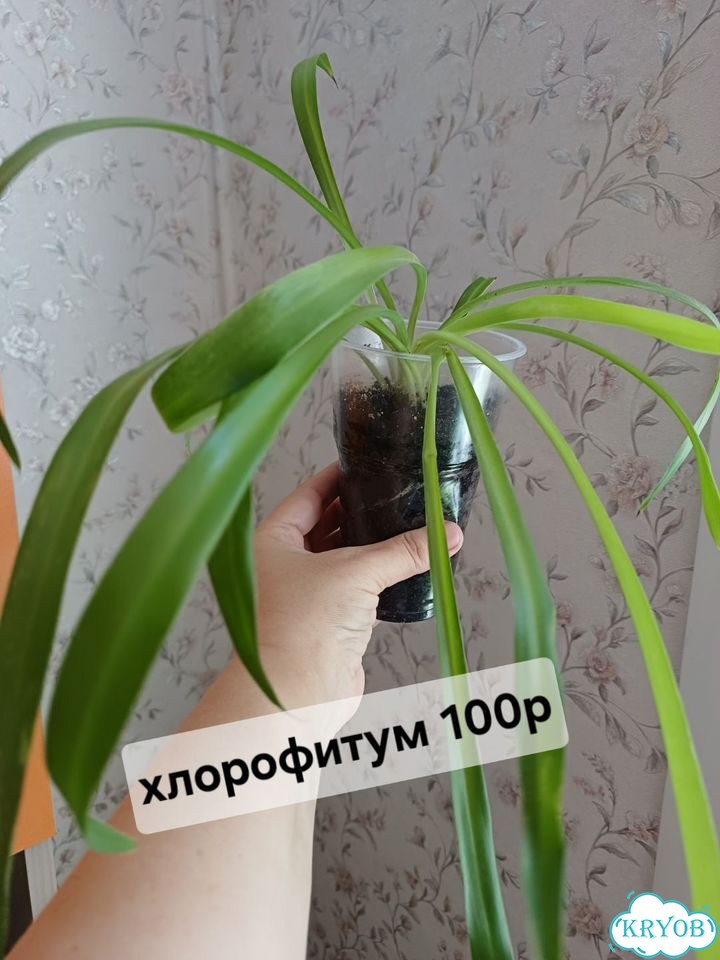 Циссус березка фото 2