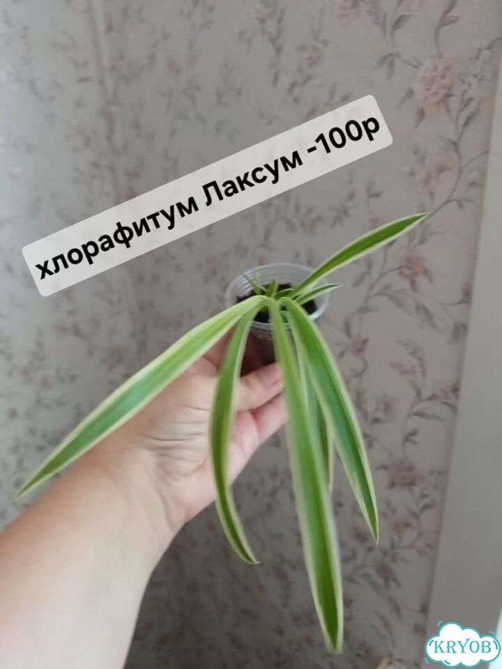 Циссус березка фото 3