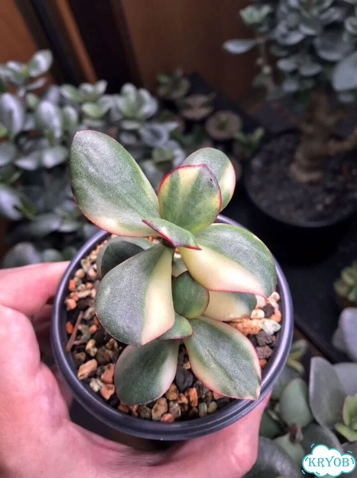 Крассула (денежное дерево) Blue bird variegated фото 2