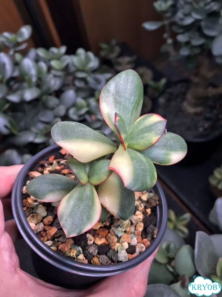 Крассула (денежное дерево) Blue bird variegated фото 3