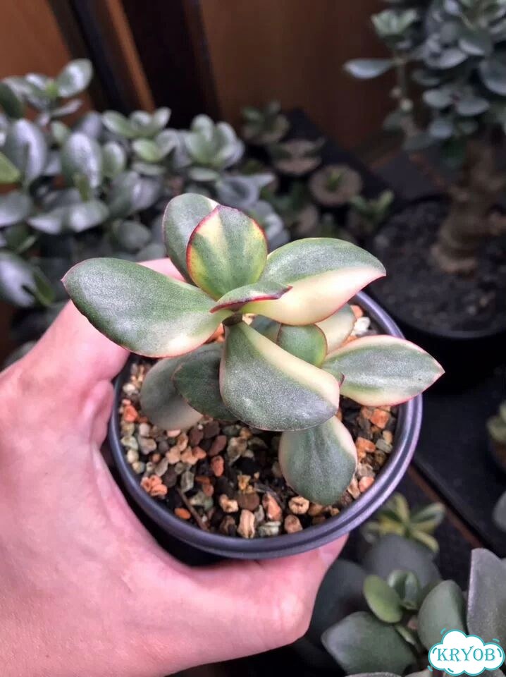 Крассула (денежное дерево) Blue bird variegated фото 6