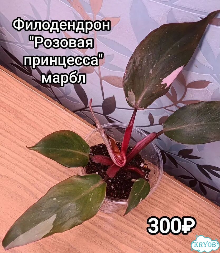 Филодендроны, сциндапсус, диоскорея фото 2