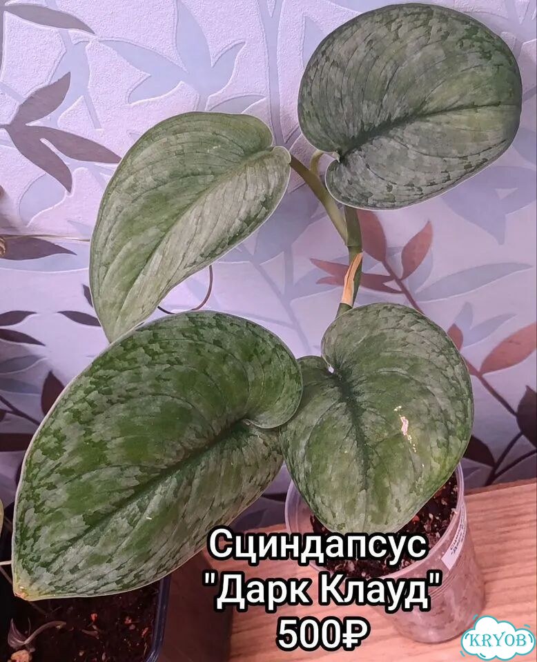 Филодендроны, сциндапсус, диоскорея фото 4