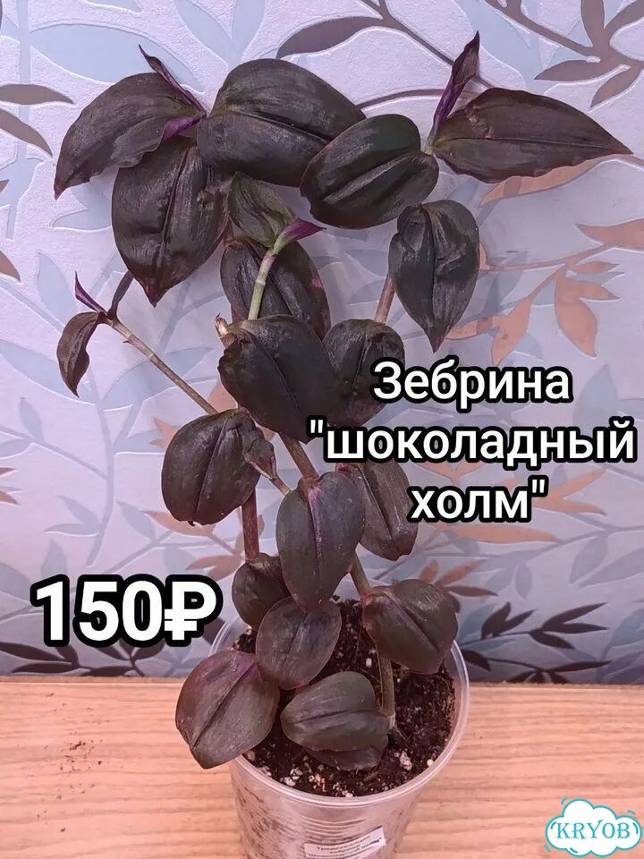 Традесканции, каллизии, рео фото 2