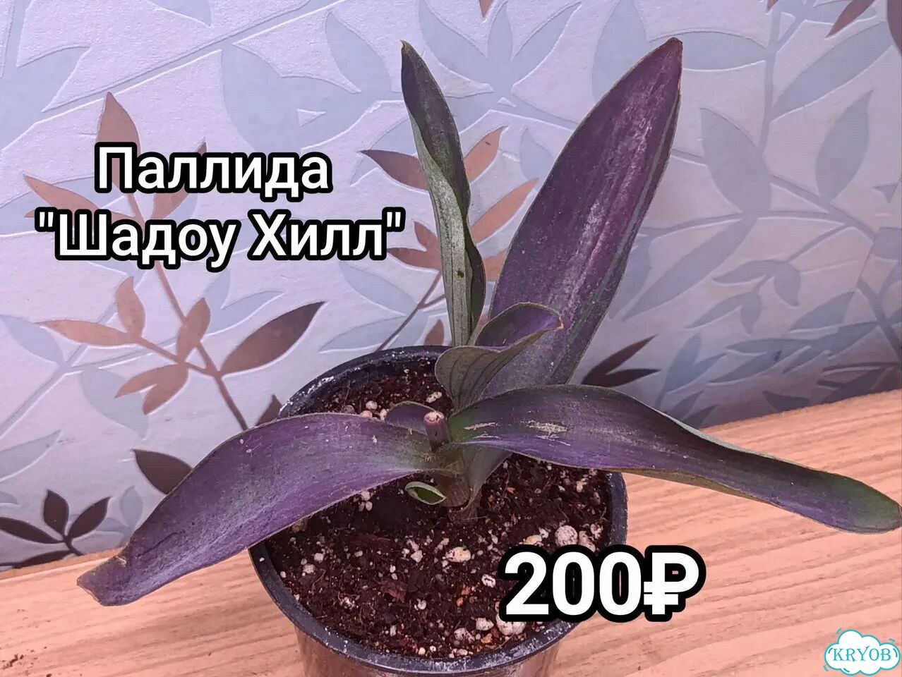 Традесканции, каллизии, рео фото 3