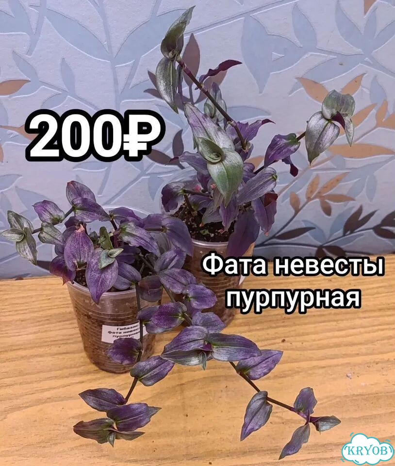 Традесканции, каллизии, рео фото 5