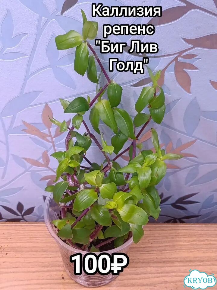 Традесканции, каллизии, рео фото 6
