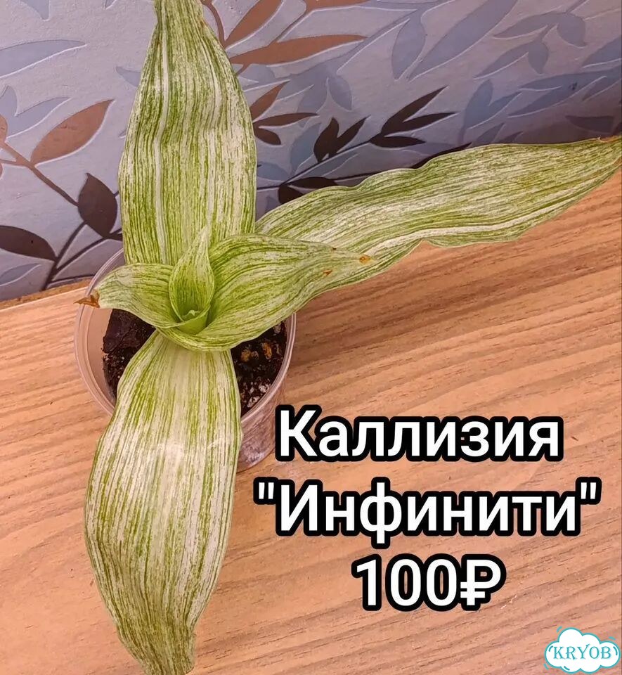 Традесканции, каллизии, рео фото 7