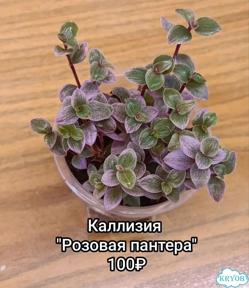 Традесканции, каллизии, рео фото 8