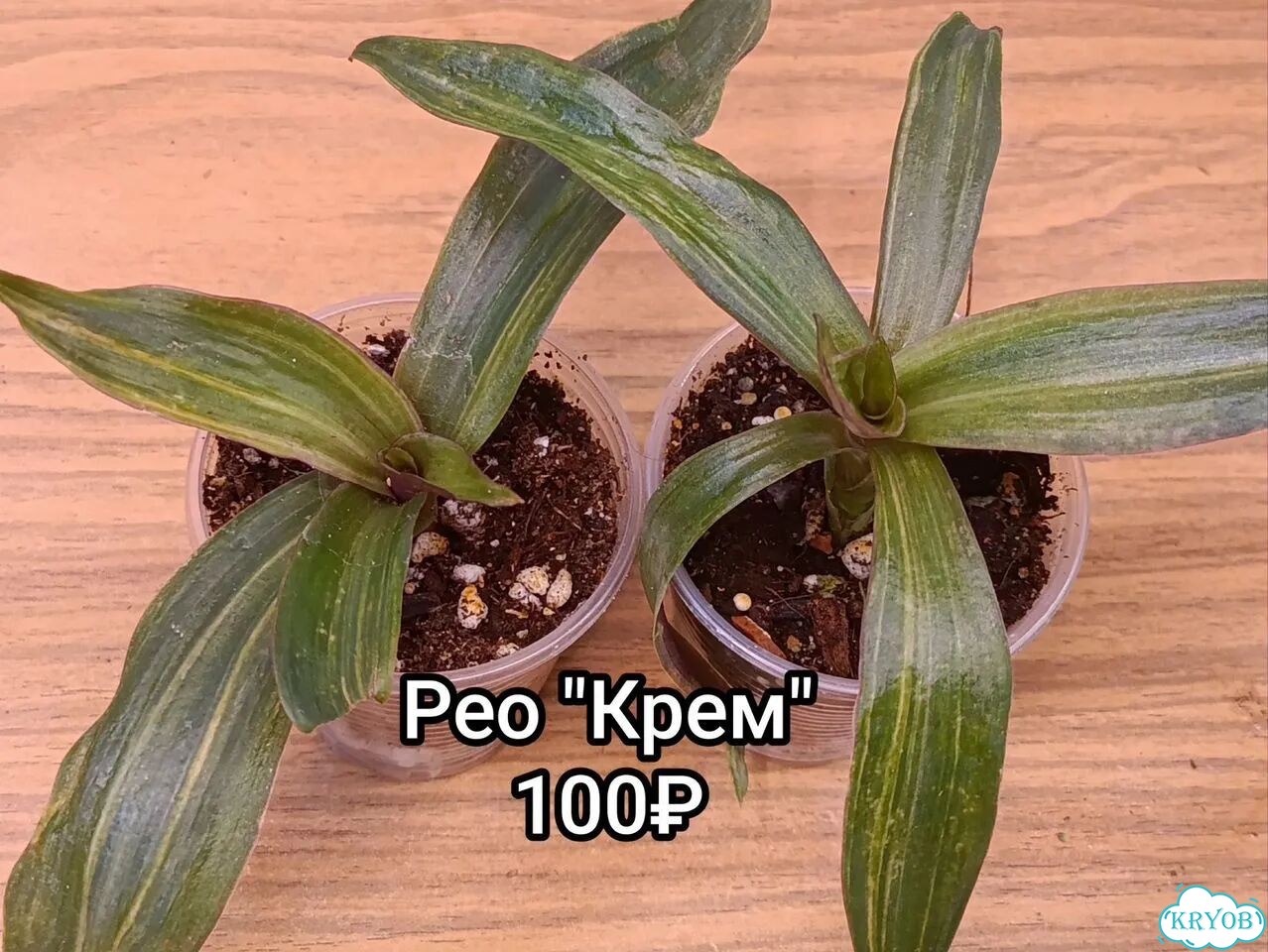 Традесканции, каллизии, рео фото 9