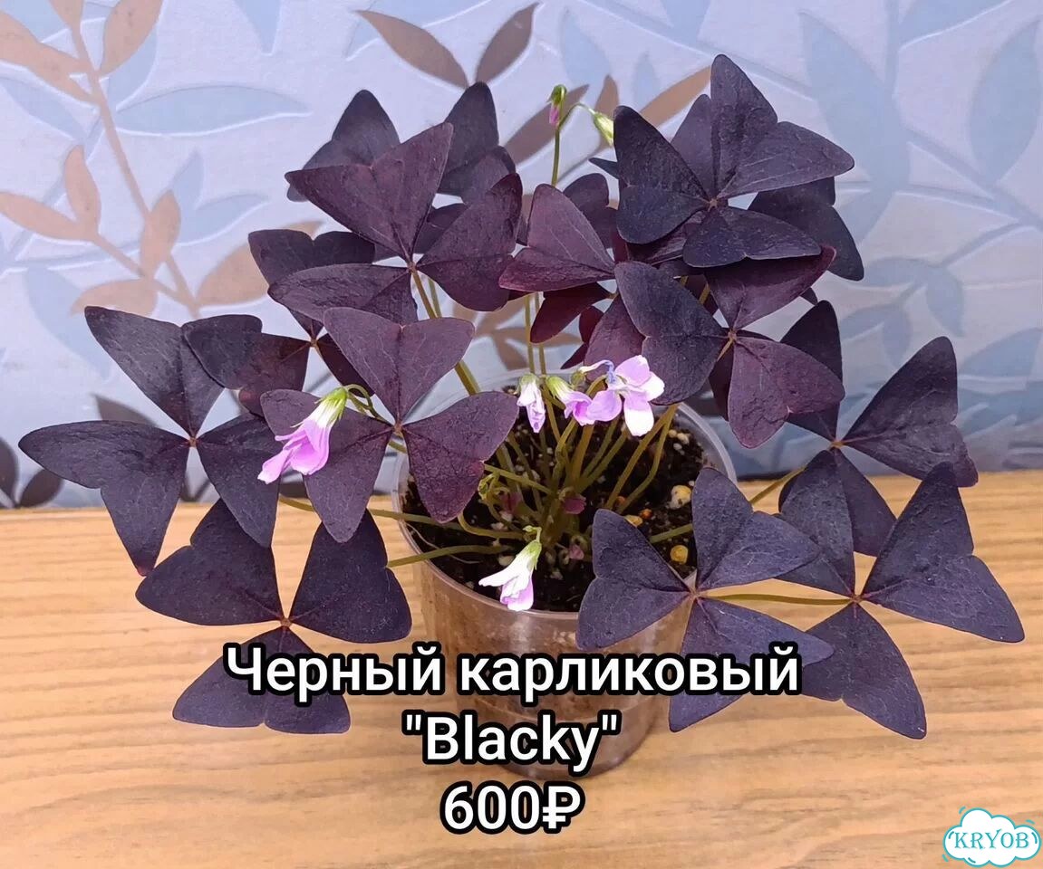 Оксалисы (кислица) чёрные и вариегатный фото 5