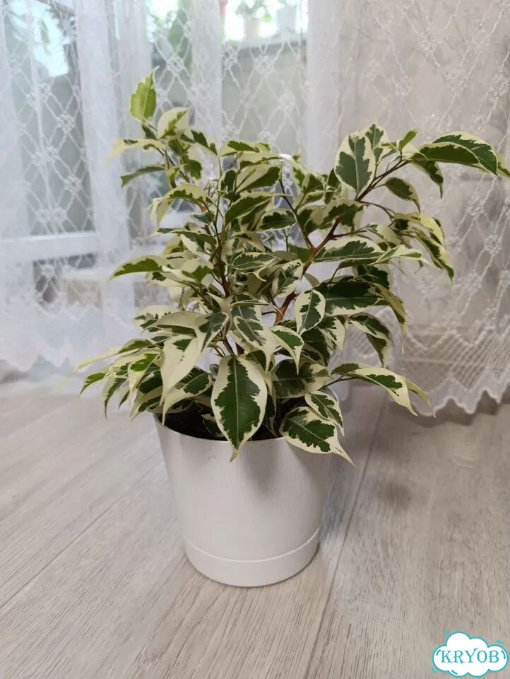 Фикус бенджамина фото 1