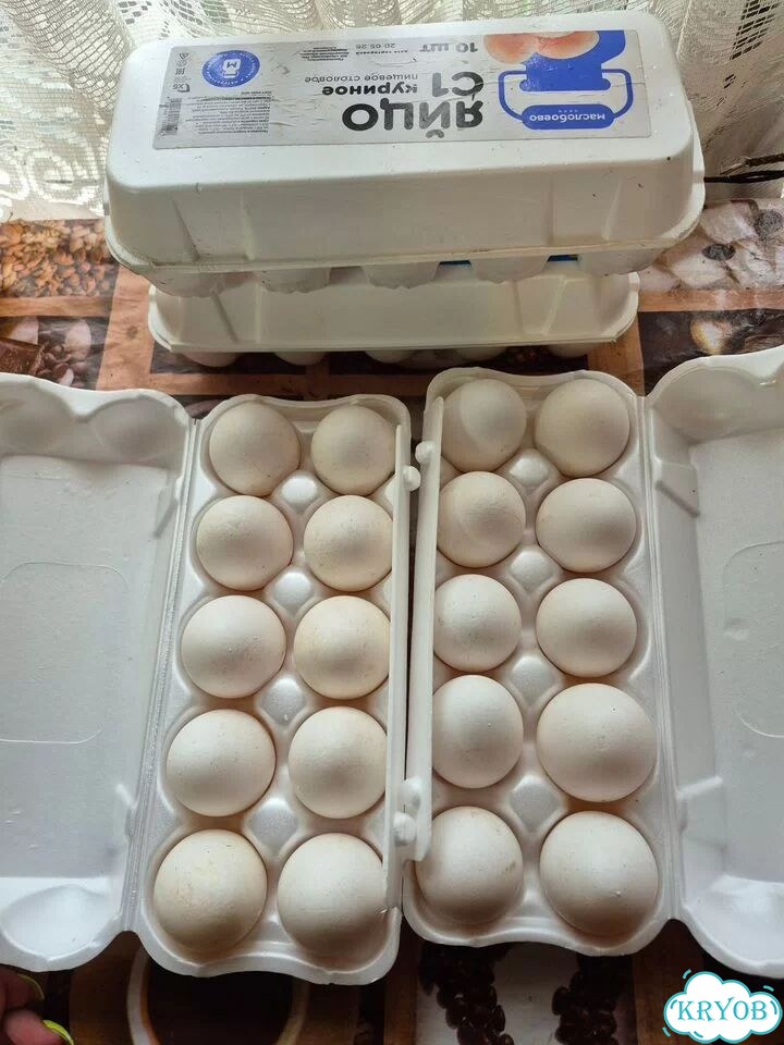 Домашние куриные яйца свежие фото 1