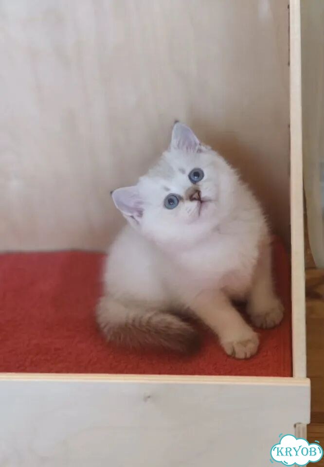 Шотландский вислоухий короткошёрстный котёнок фото 1