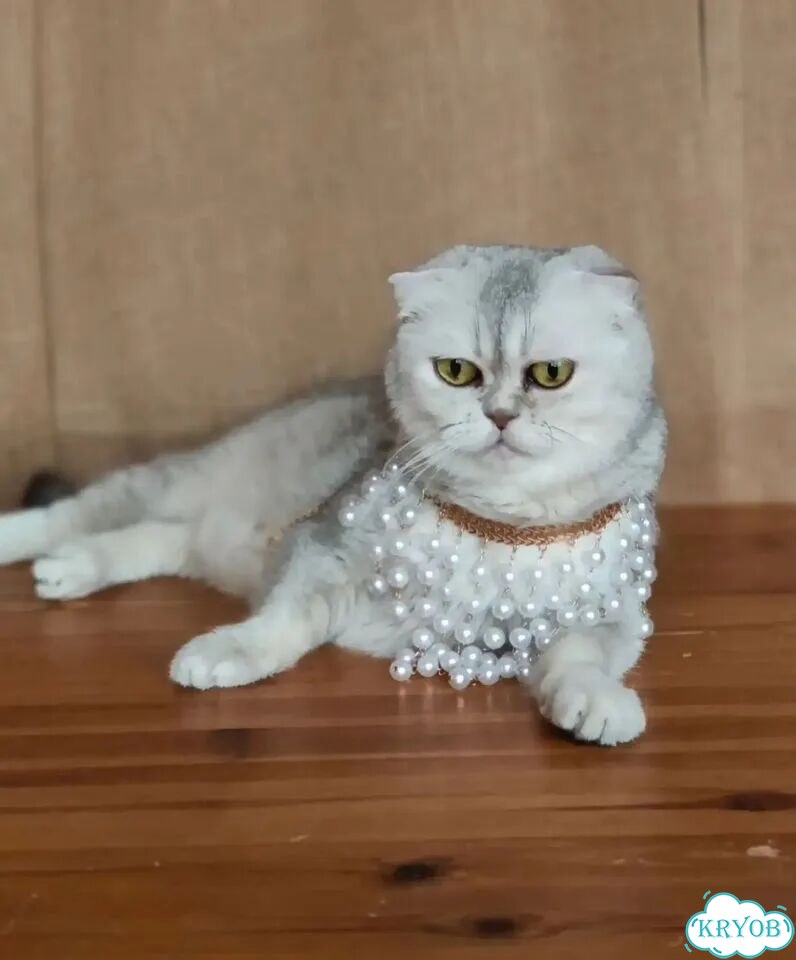 Шотландский вислоухий короткошёрстный котёнок фото 10