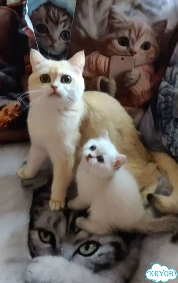 Шотландский вислоухий короткошёрстный котёнок фото 2