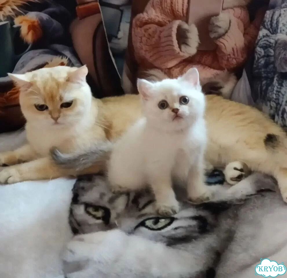 Шотландский вислоухий короткошёрстный котёнок фото 3