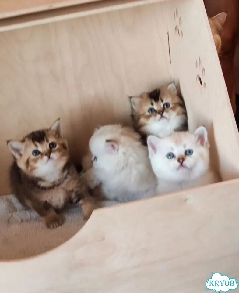 Шотландский вислоухий короткошёрстный котёнок фото 4