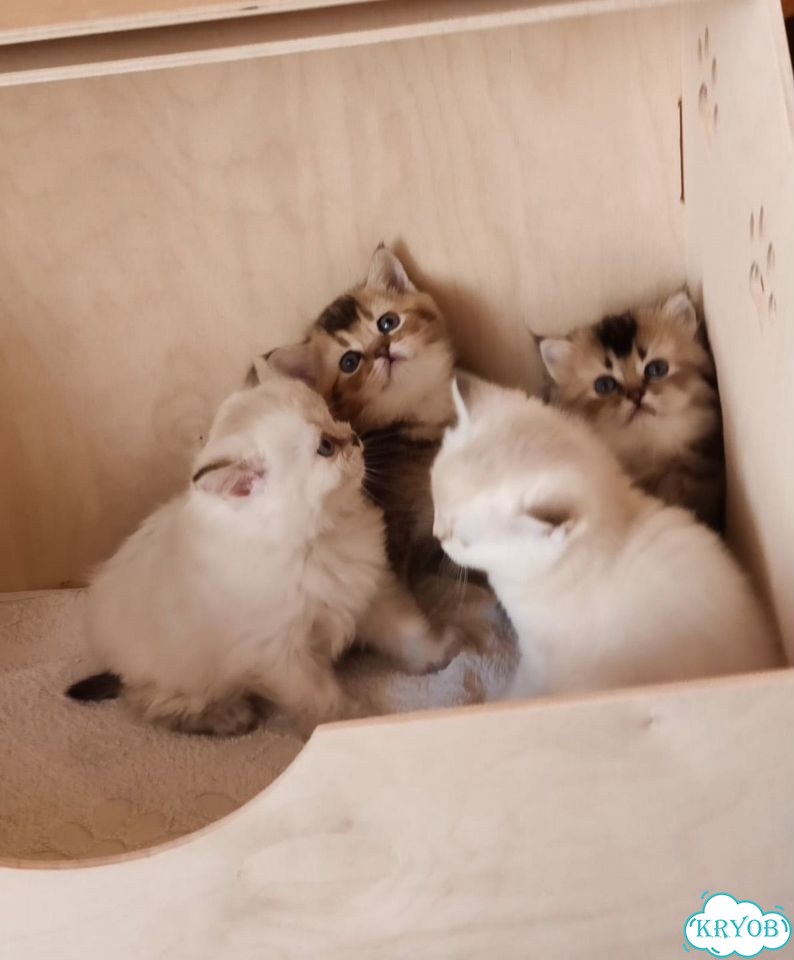 Шотландский вислоухий короткошёрстный котёнок фото 5