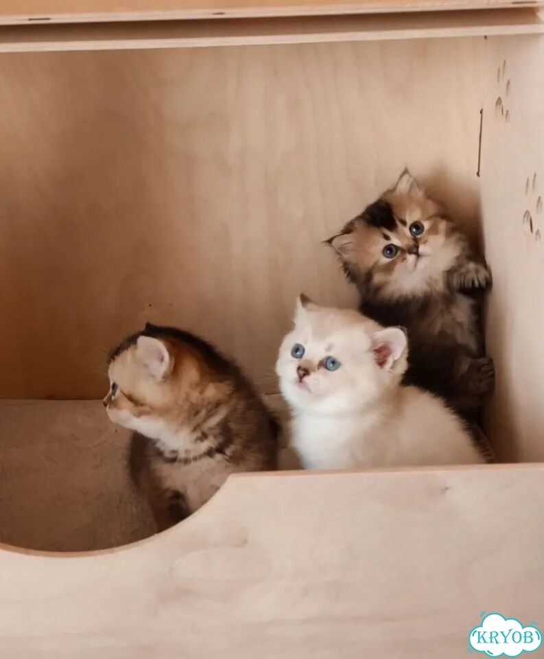 Шотландский вислоухий короткошёрстный котёнок фото 6