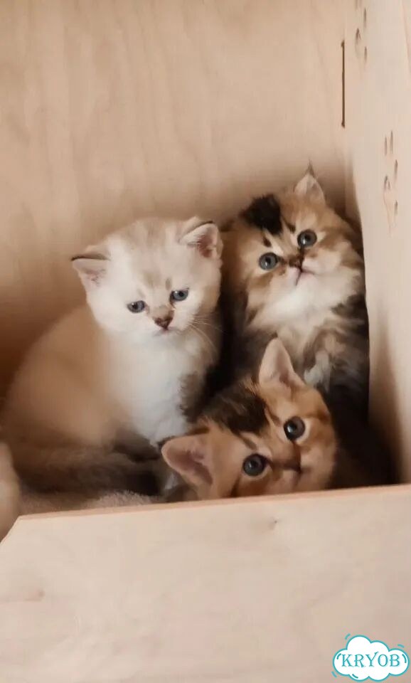 Шотландский вислоухий короткошёрстный котёнок фото 7