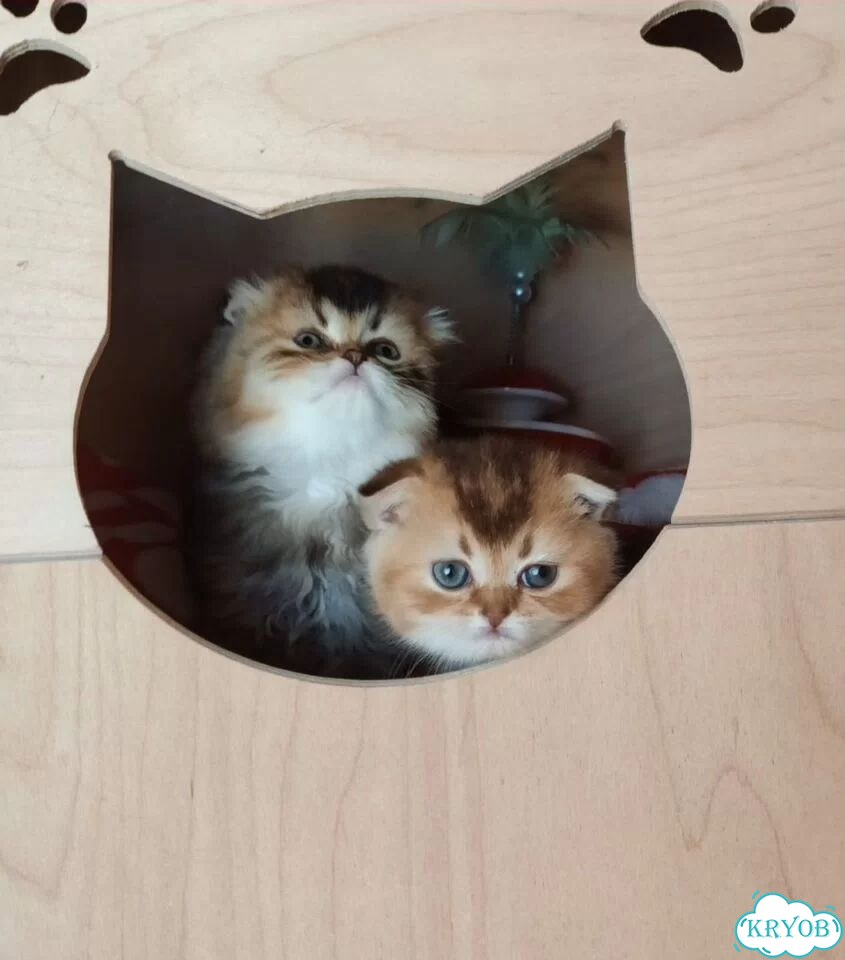 Шотландский вислоухий короткошёрстный котёнок фото 8