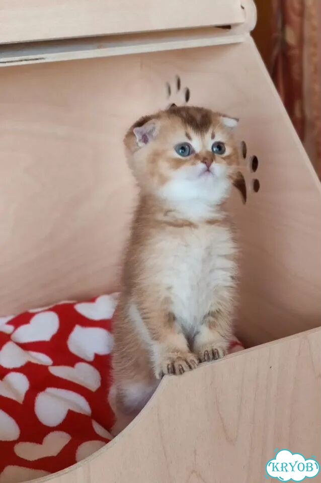 Шотландский вислоухий короткошёрстный котёнок фото 9