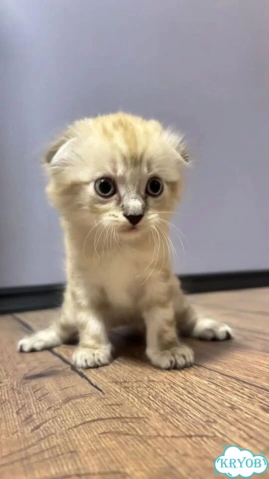 Шотландский вислоухий короткошёрстный котёнок фото 1
