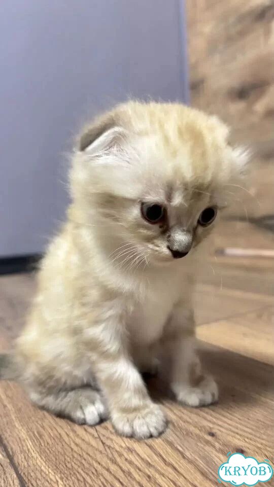 Шотландский вислоухий короткошёрстный котёнок фото 2