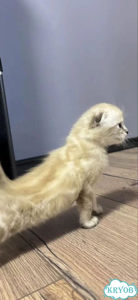 Шотландский вислоухий короткошёрстный котёнок фото 3