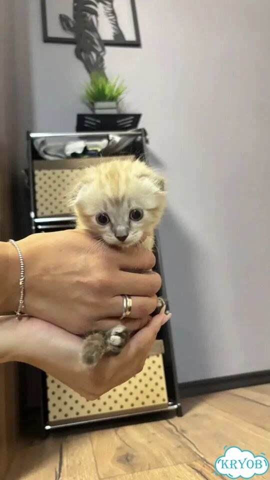 Шотландский вислоухий короткошёрстный котёнок фото 4