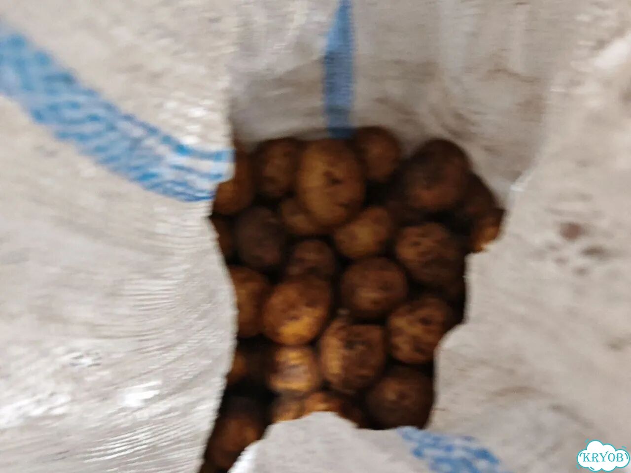 Продам картофель домашний фото 1