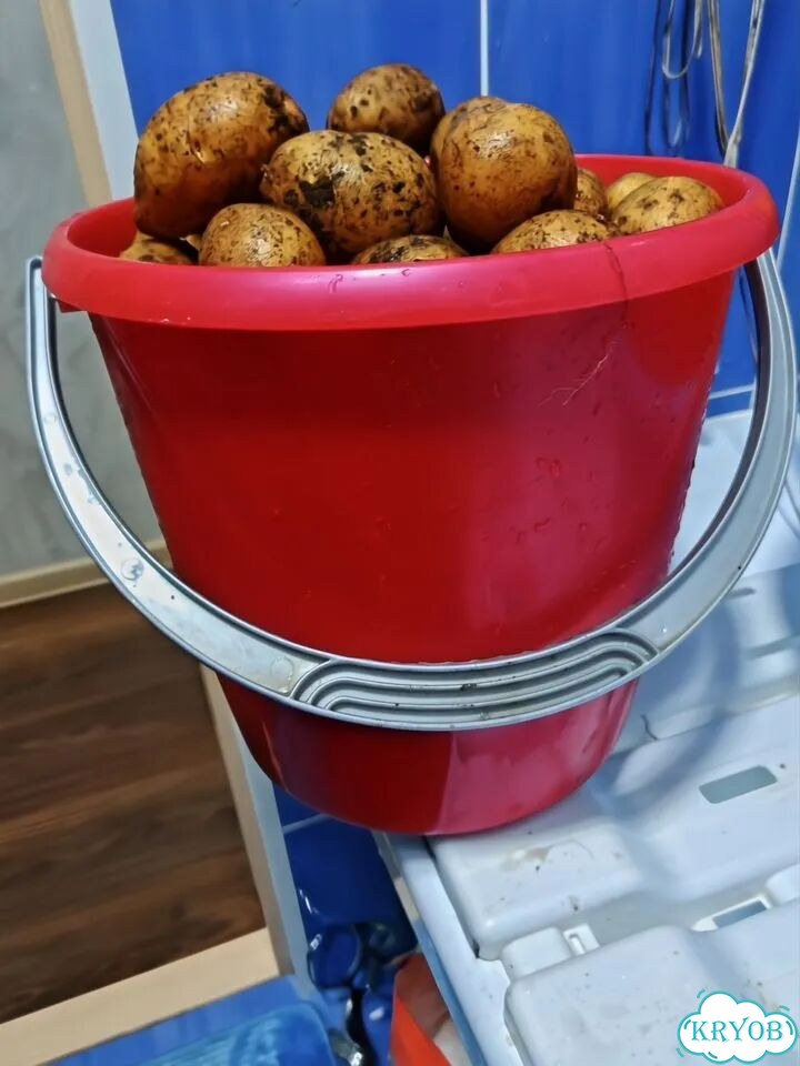 Продам картофель домашний фото 2